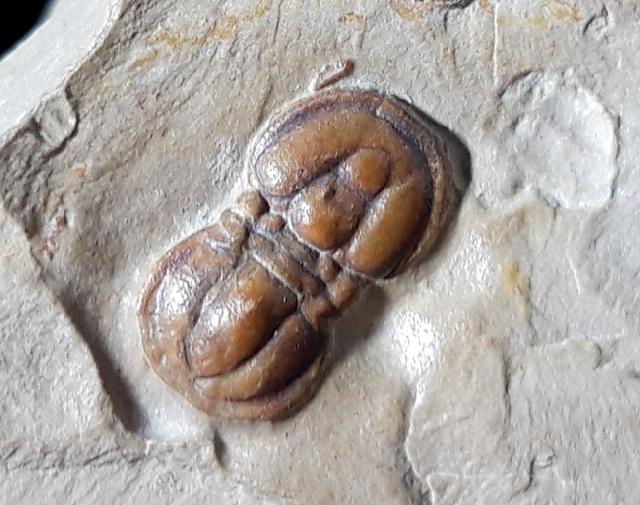Peronopsis interstricta (WHITE 1874) - Bild © FossNet FossilienStore